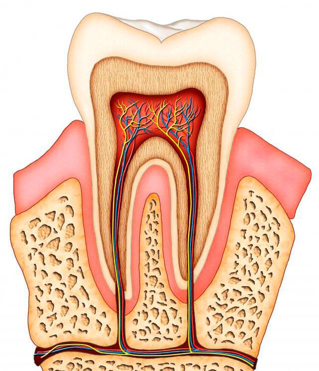 Cirurgião Dentista em Vinhedo